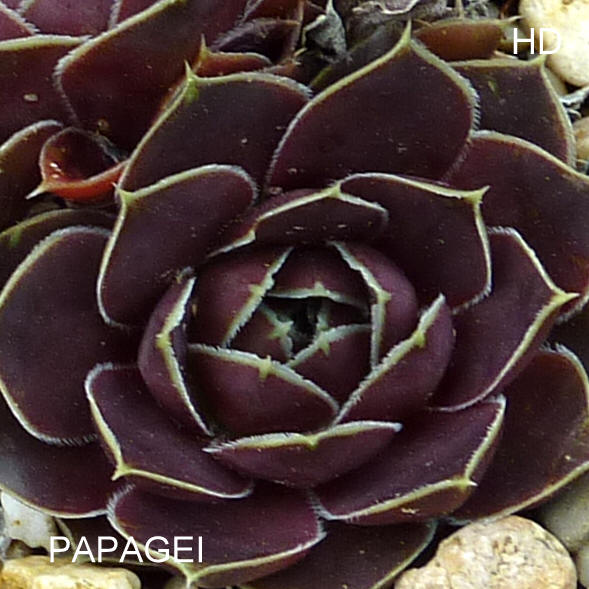 Papagei / Jovi