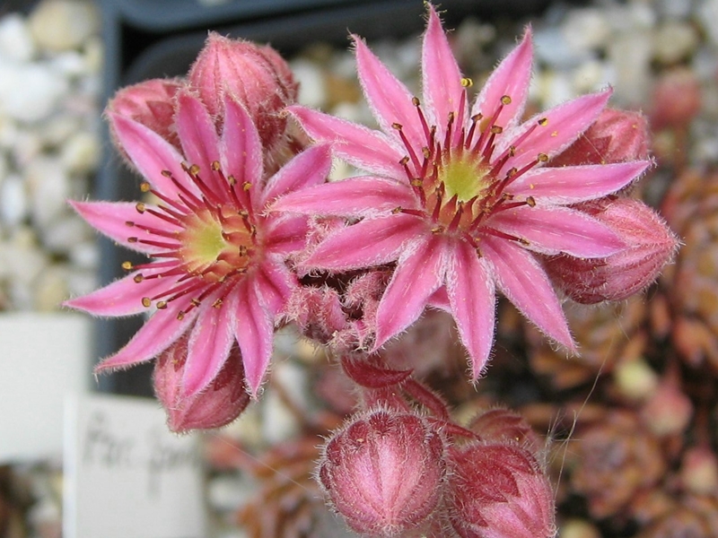 Pacific Sparkler