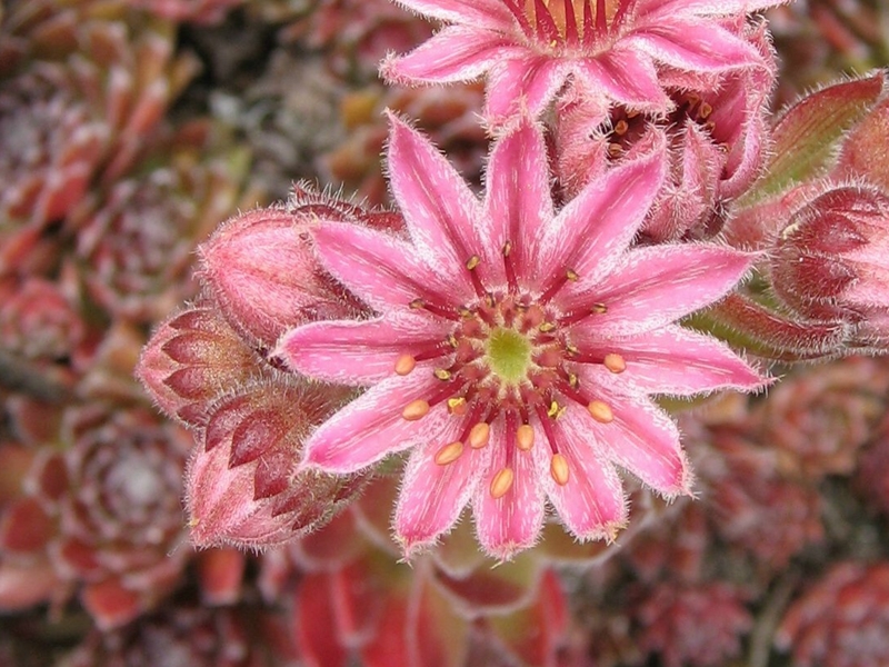Pacific Sparkler