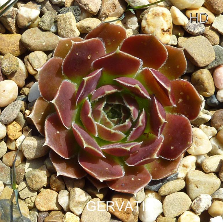 Gervatia / Jovi