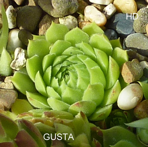 Gusto / Jovi