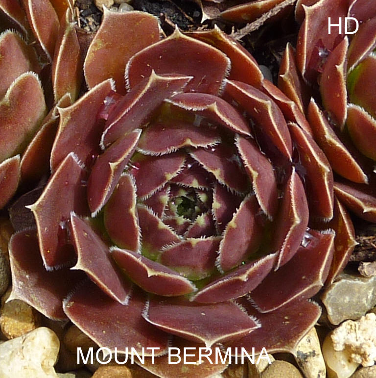 Mount Bermina / Jovi