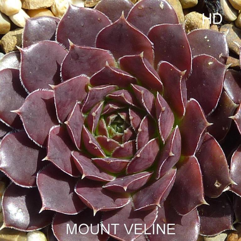 Mount Veline / Jovi