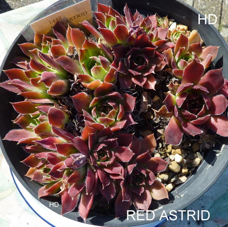 Red Astrid / Jovi
