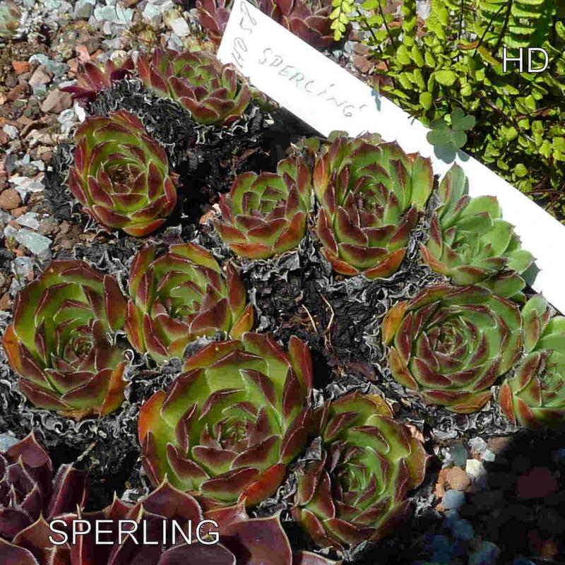 Sperling / Jovi