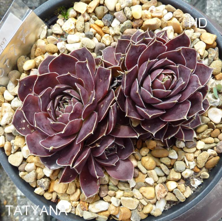 Tatyana / Jovi