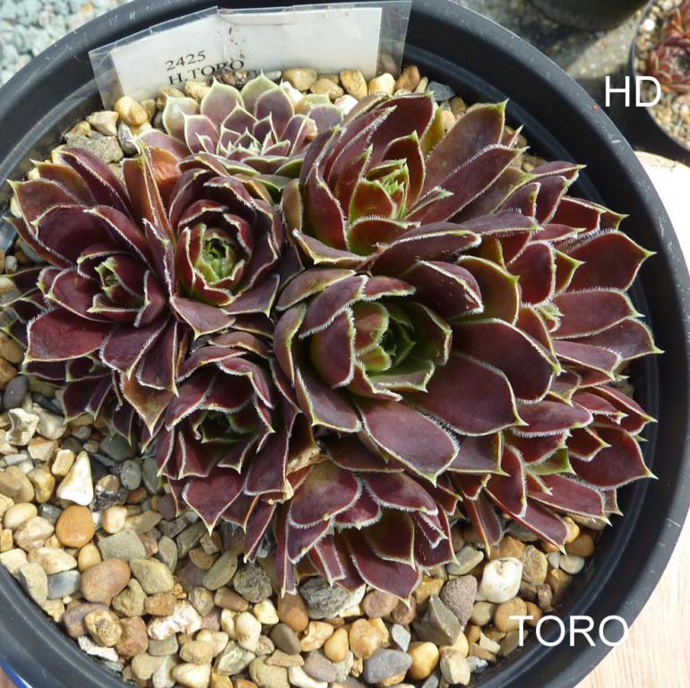 Toro / Jovi
