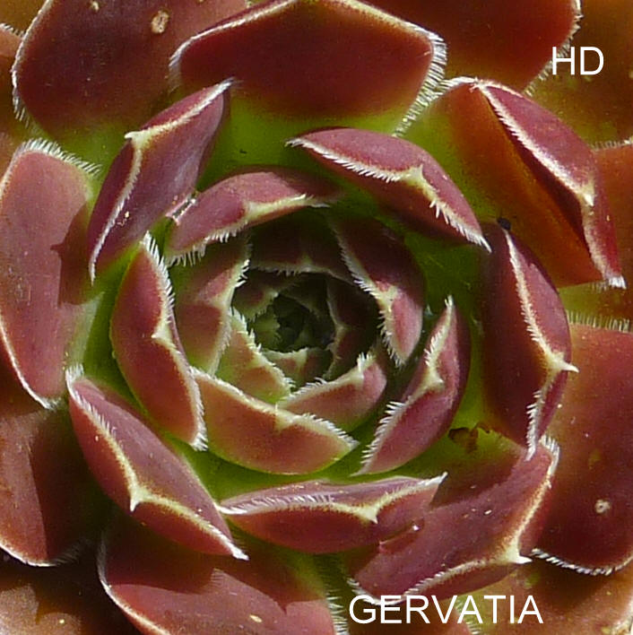 Gervatia / Jovi