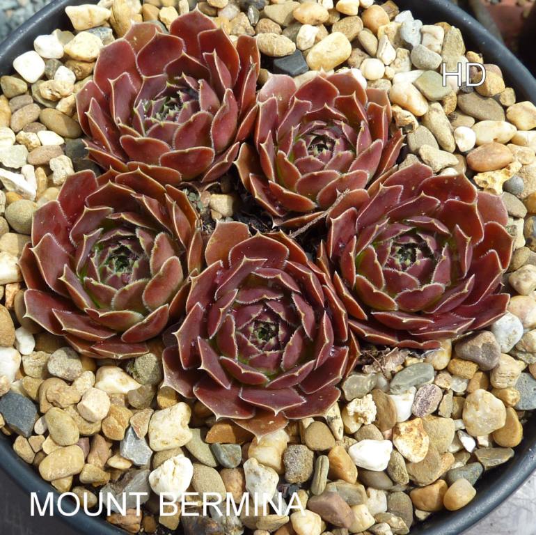 Mount Bermina / Jovi
