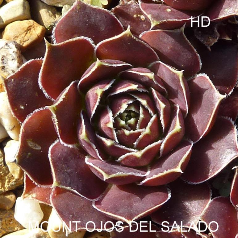 Mount Ojos del Salado / Jovi
