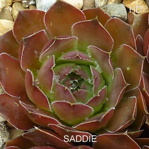 Saddie / Jovi