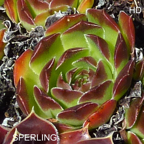 Sperling / Jovi