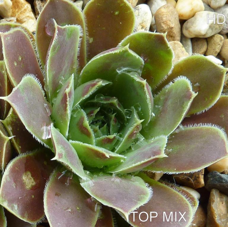 Top Mix / Jovi