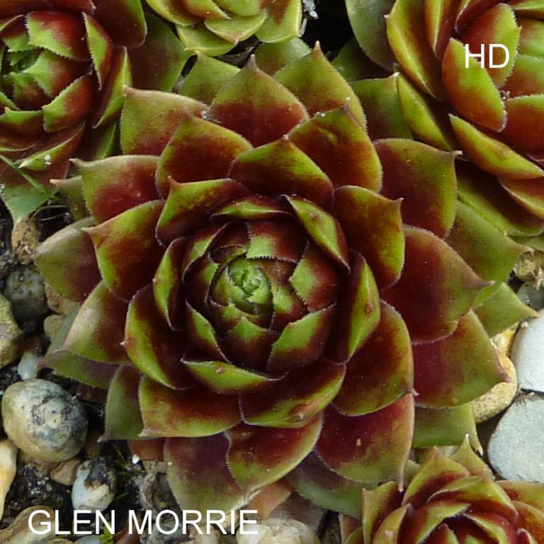 Glen Morrie