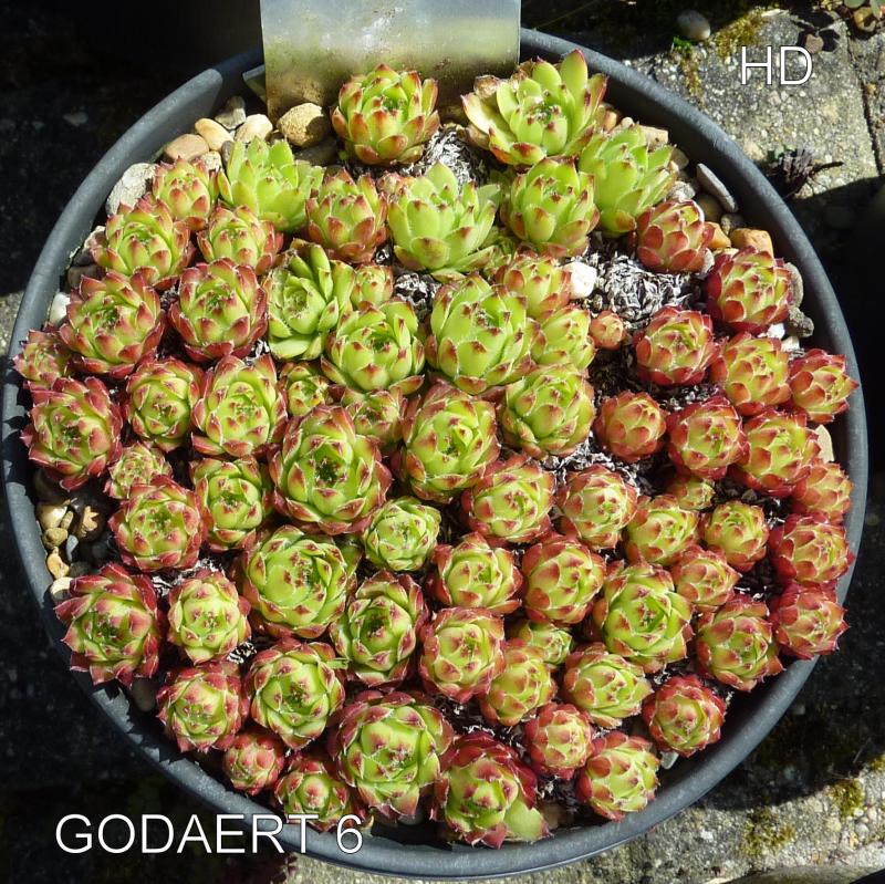 Godaert 6