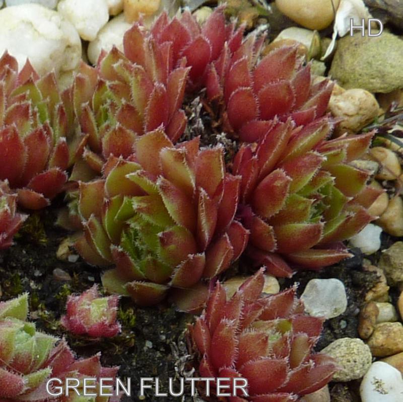 Green Flutter