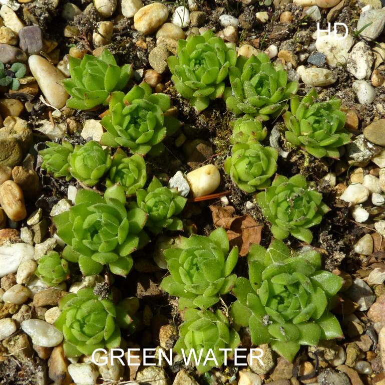 Green Water