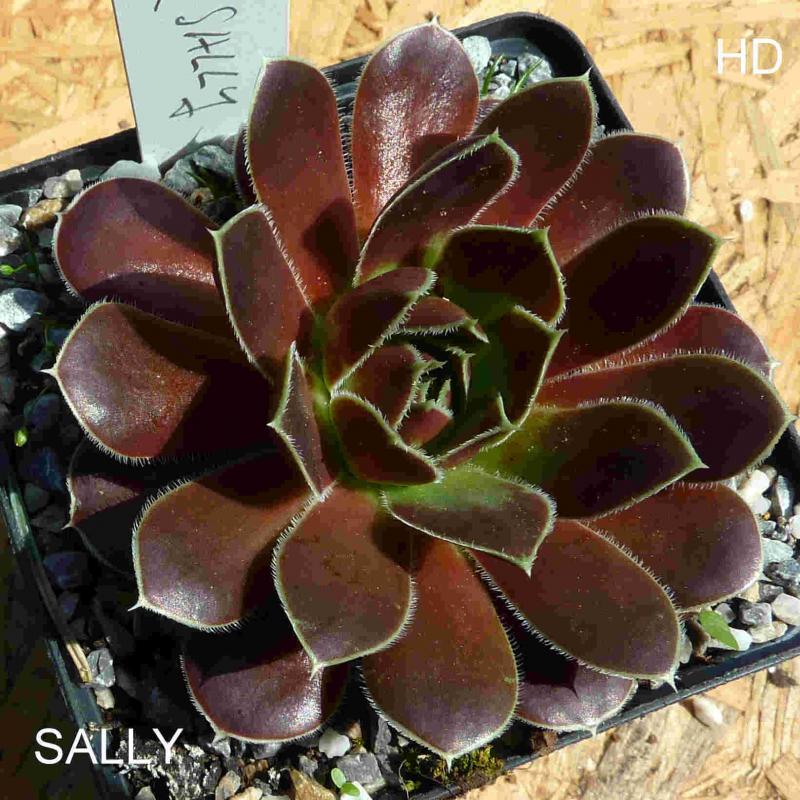 Sally / Jovi