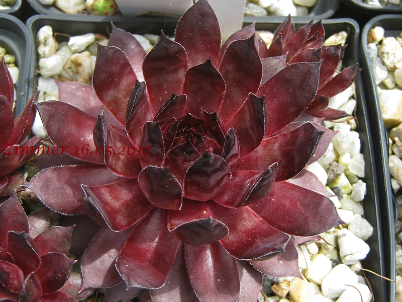 Taara