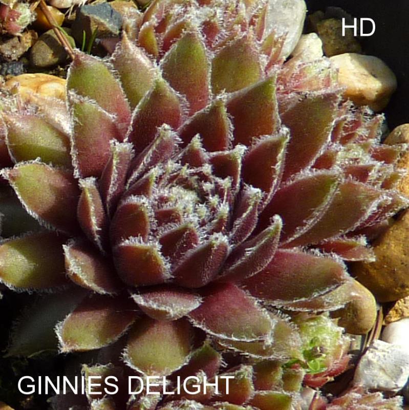 Ginnie's Delight