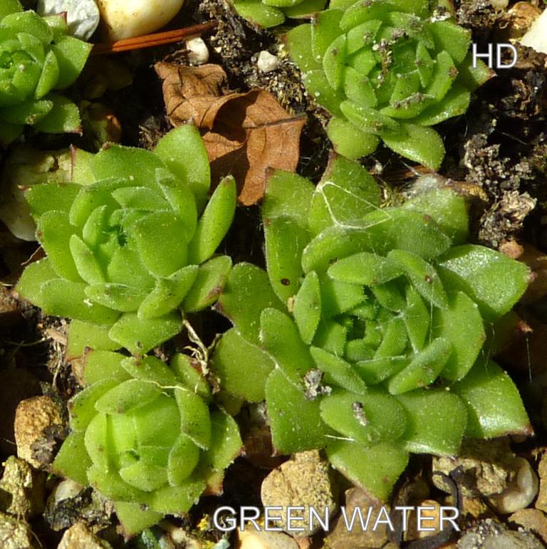 Green Water