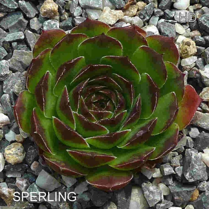 Sperling / Jovi