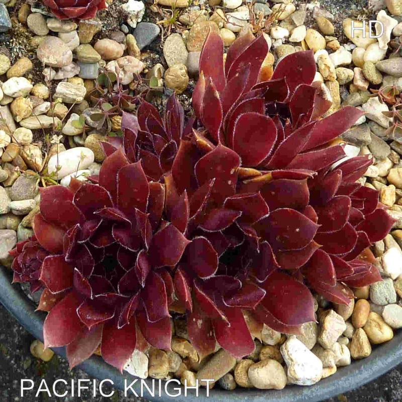 Pacific Knight