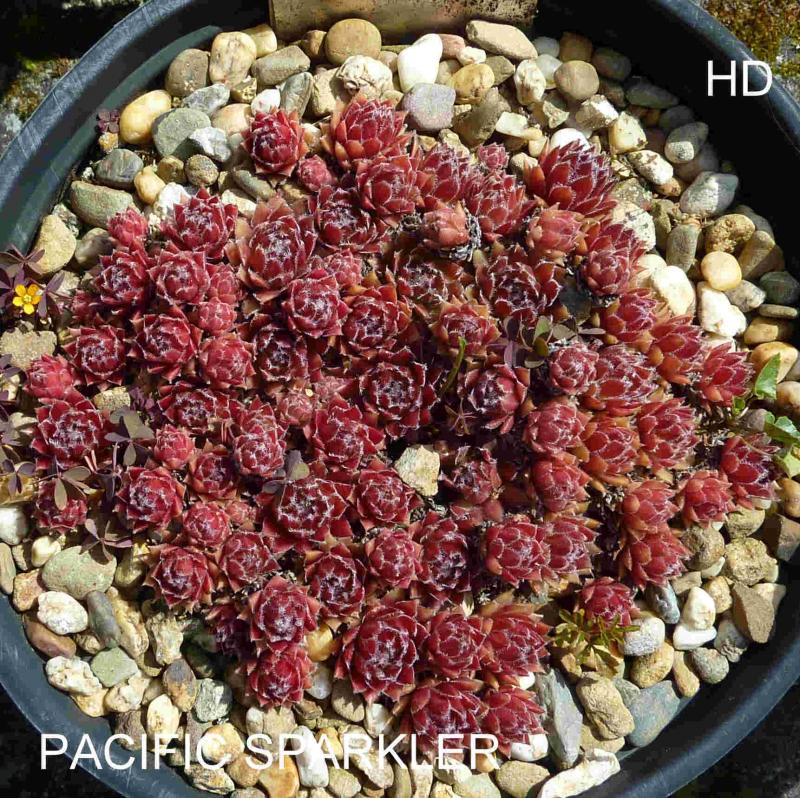 Pacific Sparkler