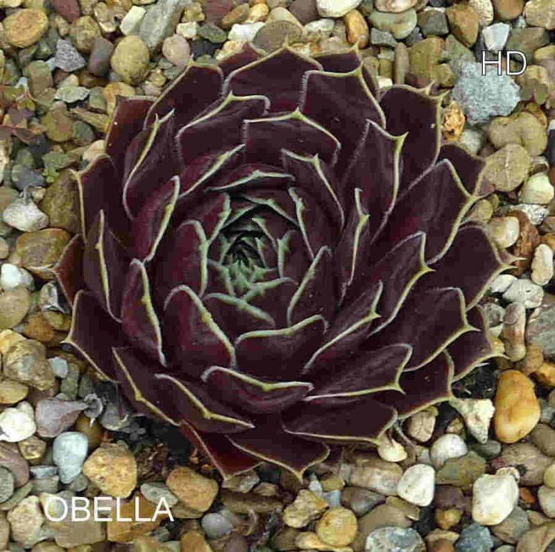 Obella / Jovi
