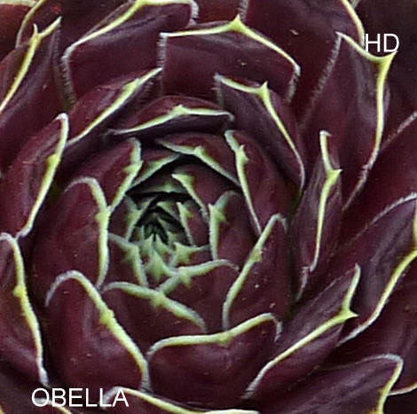 Obella / Jovi