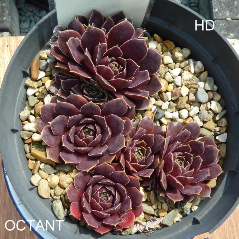 Octant / Jovi