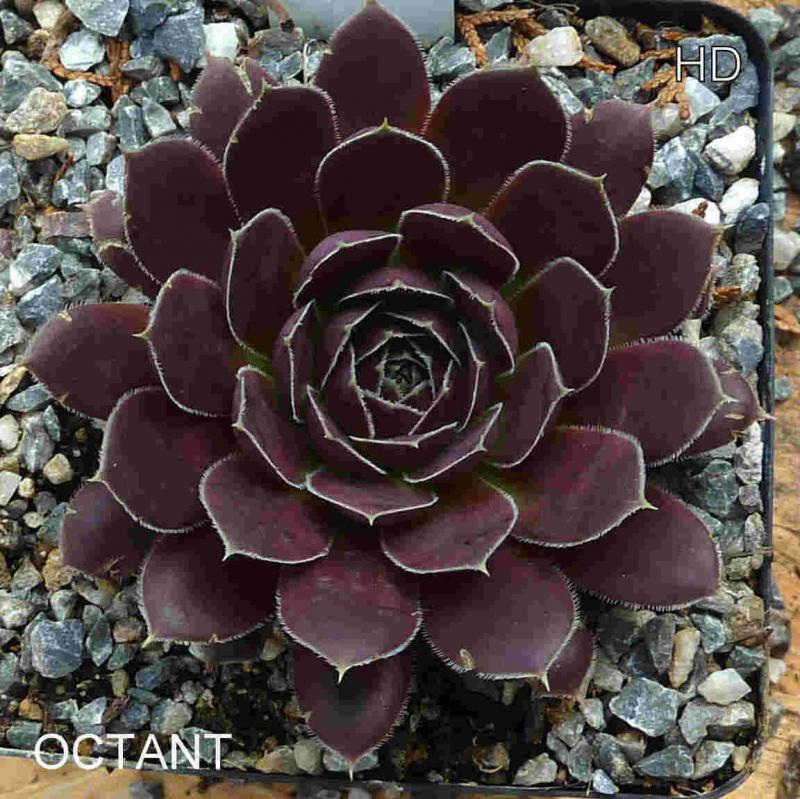 Octant / Jovi