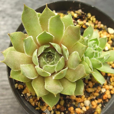 Octet