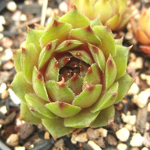Octet