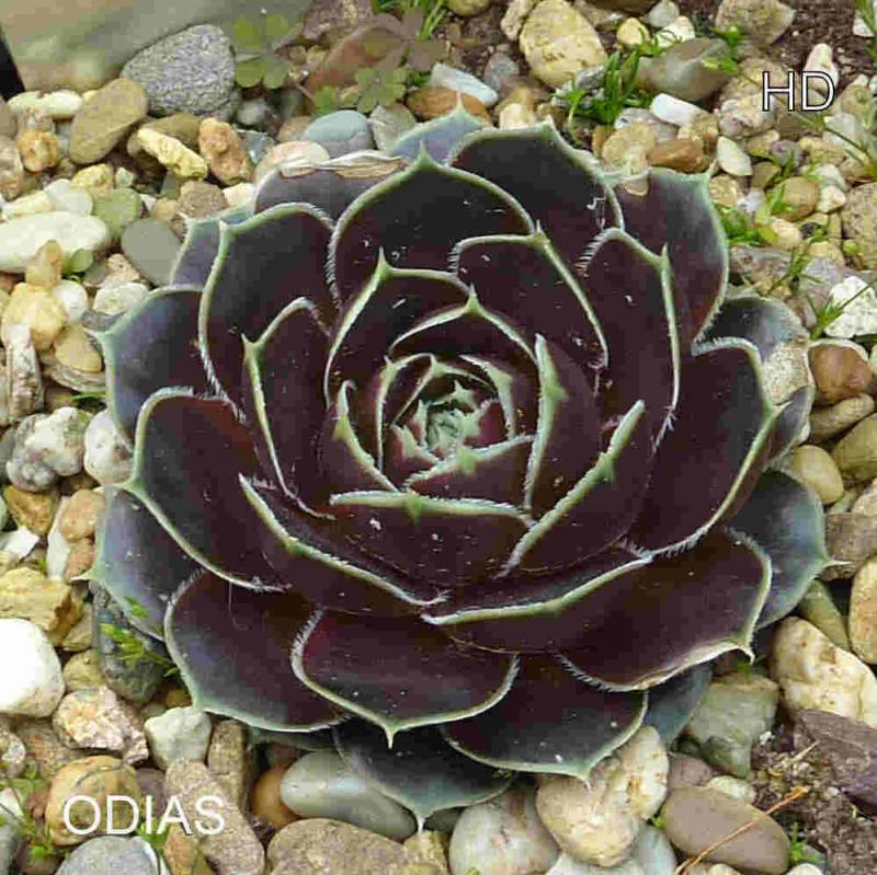 Odias / Jovi
