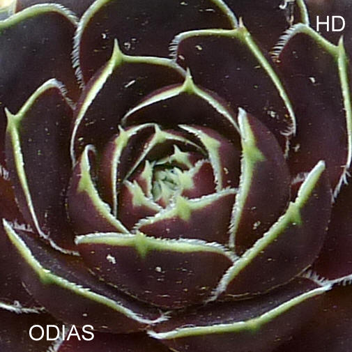Odias / Jovi