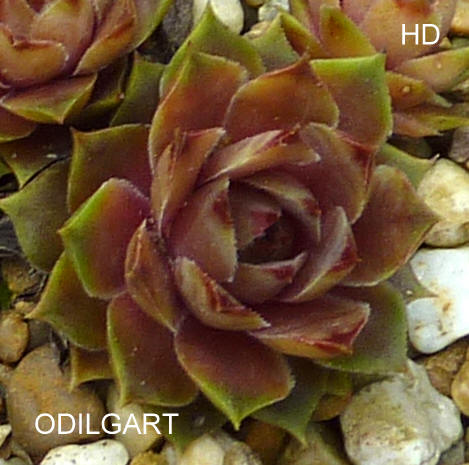 Odilgart