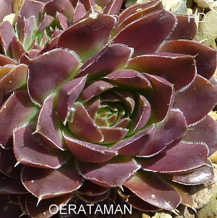 Oerataman / Jovi