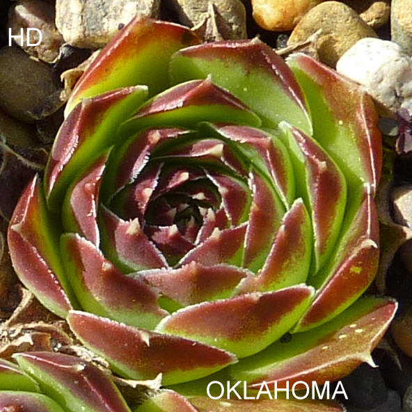 Oklahoma / Jovi