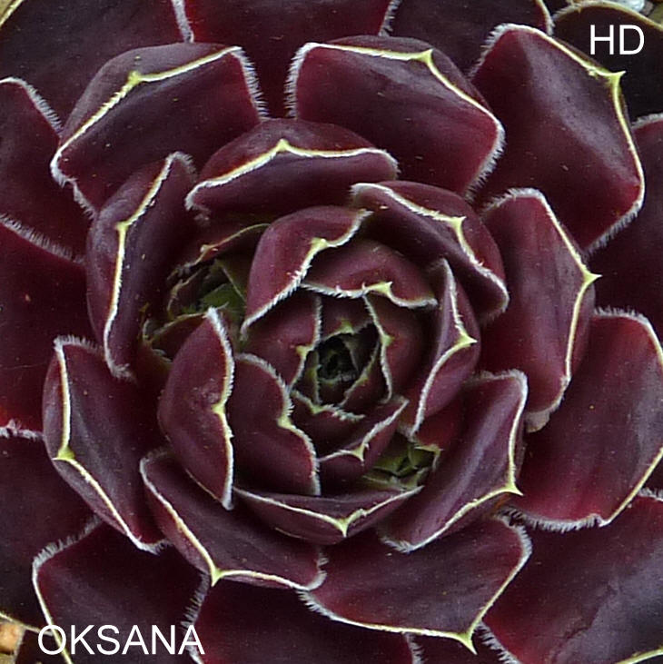 Oksana / Jovi