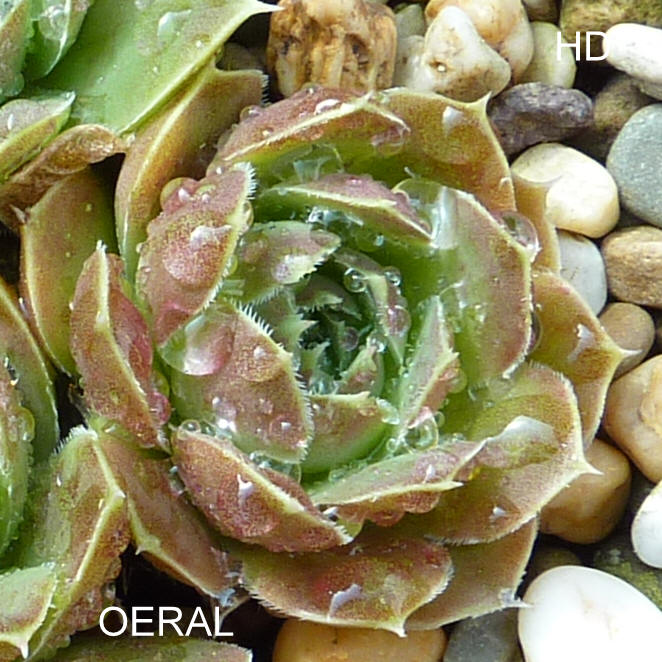 Oeral / Jovi