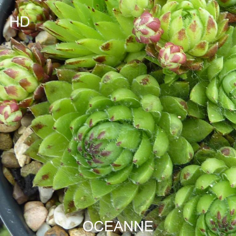 Oceanne / Jovi