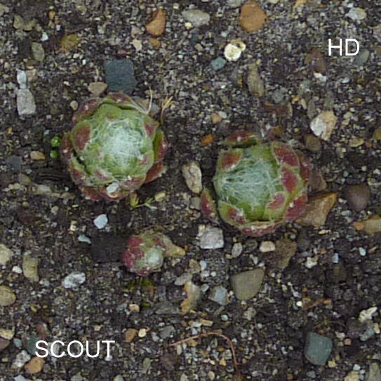 Scout