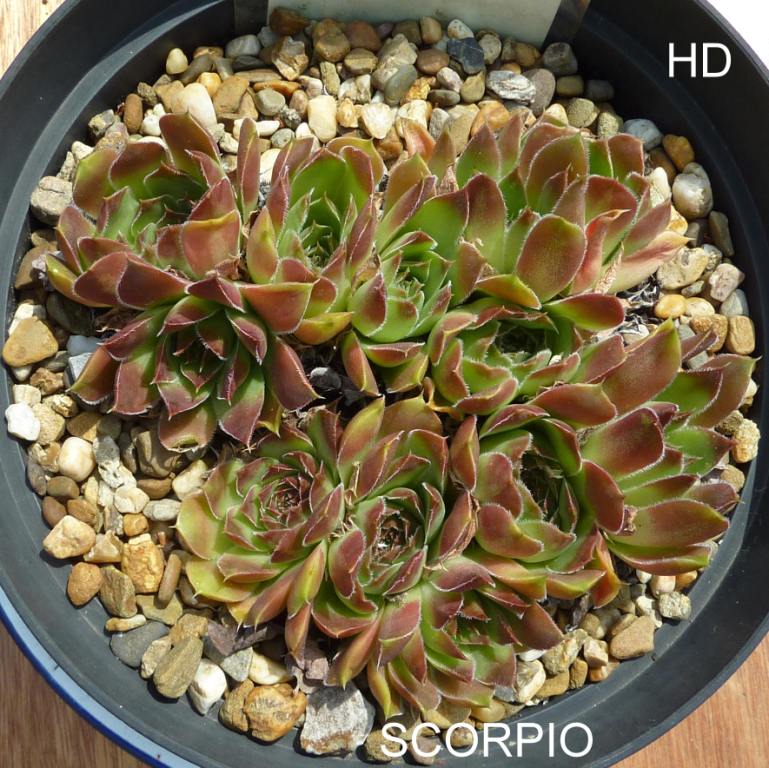 Scorpio / Jovi