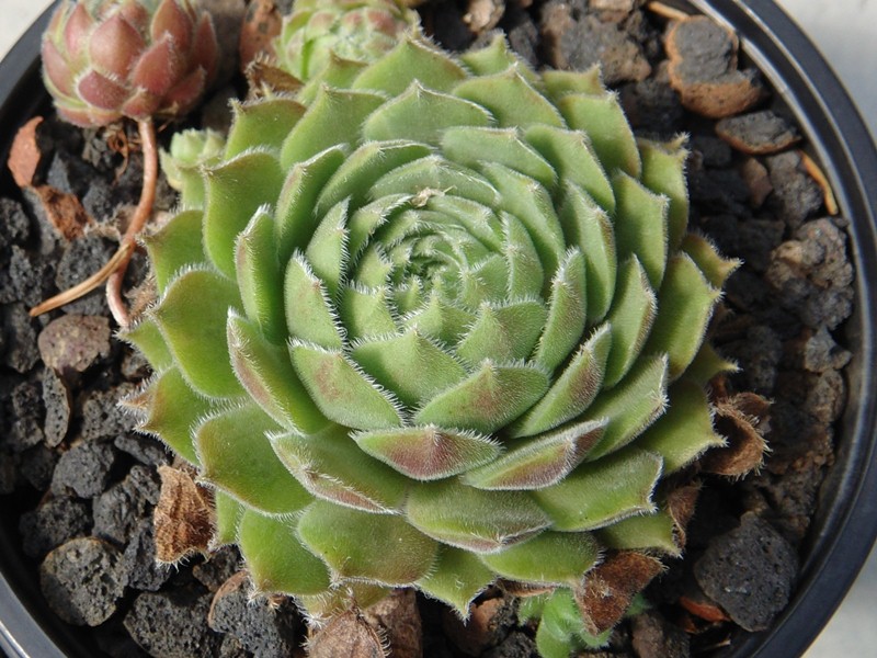 Pacific Spring Frost