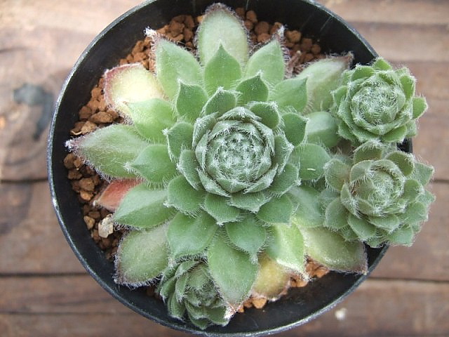 Pacific Tart