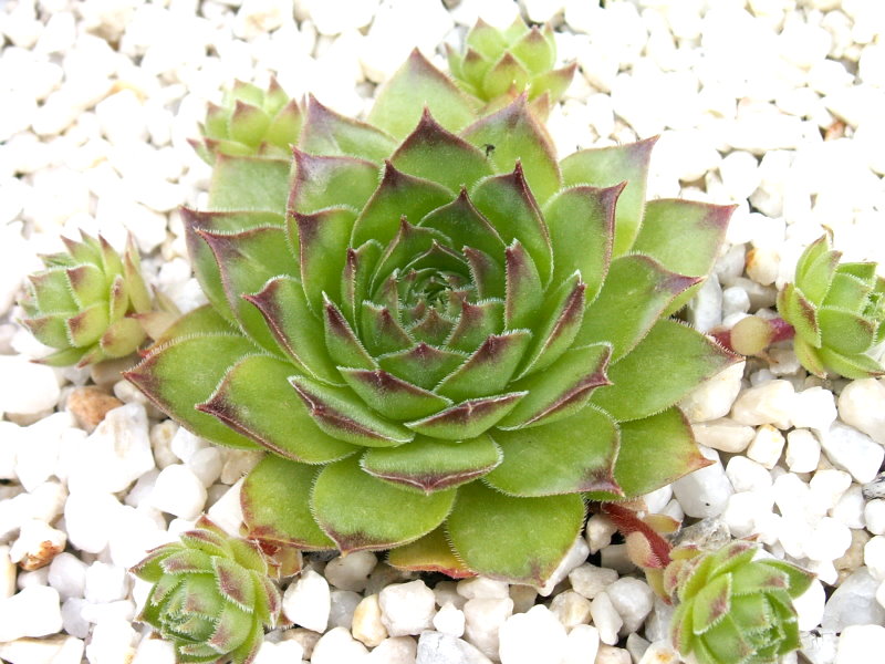 Speranza