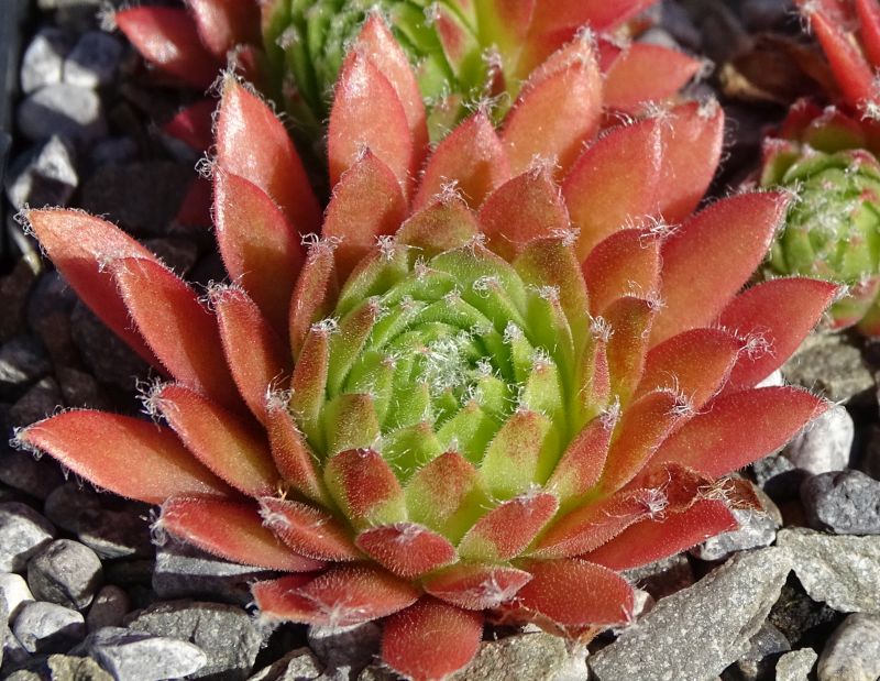 Pacific Tart