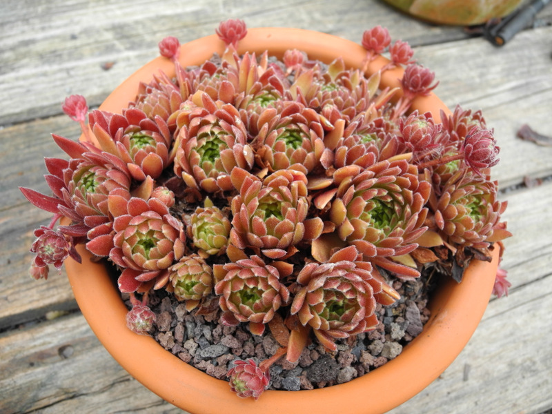 Terracotta Baby