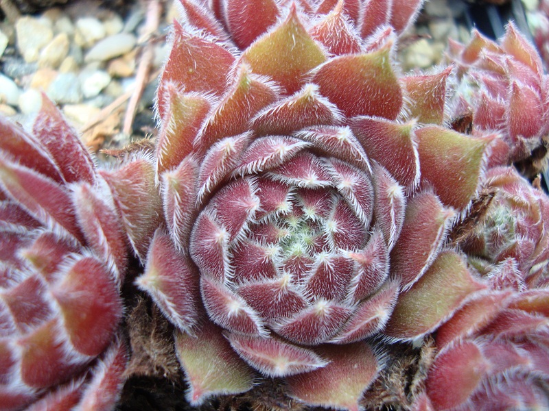 Pacific Spring Frost